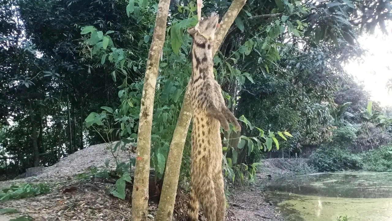 সাতকানিয়ায় বিলুপ্তপ্রায় মেছো বিড়াল পিটিয়ে হত্যার অভিযোগ