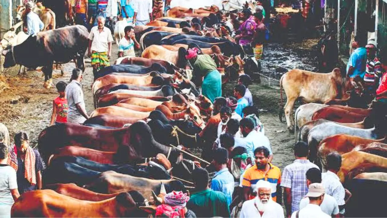 কোরবানির হাটে এবার দরপতন, রাজস্ব হারানোর শঙ্কায় চসিক