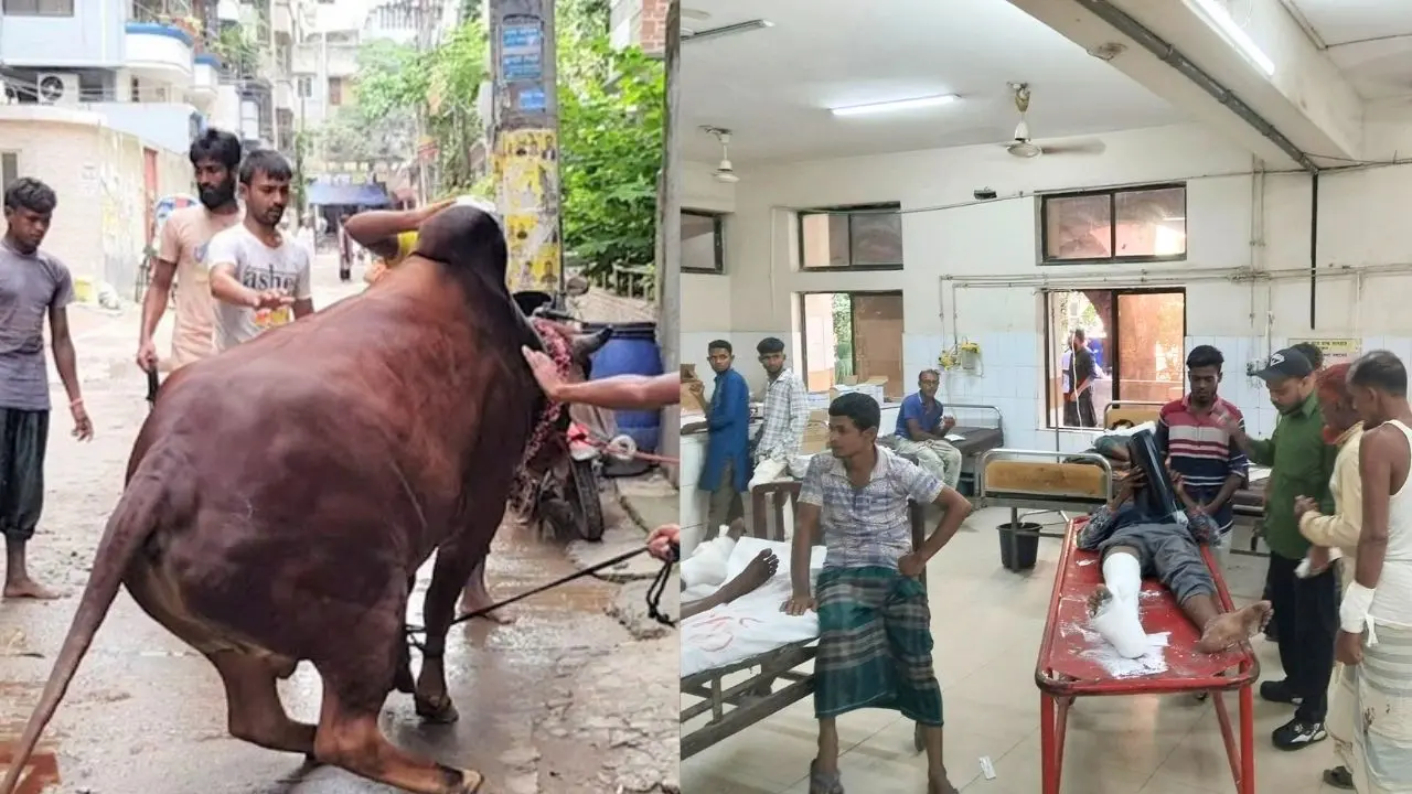 কোরবানির পশুর লাথি-গুঁতায় পঙ্গু হাসপাতালে ৩৩ জন, ১৫ ঘণ্টায় আহত ১৬৮