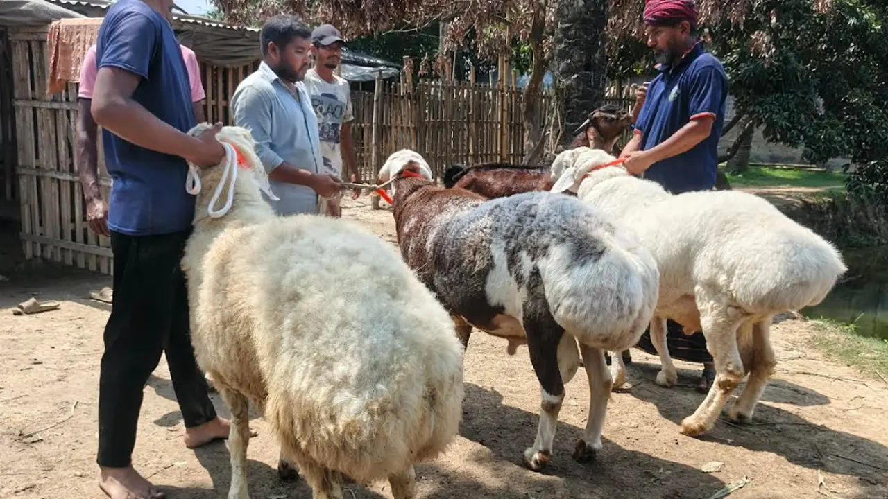 মরুভূমির দুম্বা এখন নাটোরের খামারে, ভিড় বাড়ছে ক্রেতাদের