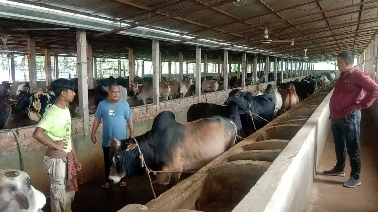 গাইবান্ধায় কেজি দরে বিক্রি হচ্ছে কোরবানির গরু, কেনাবেচায় স্বস্তি