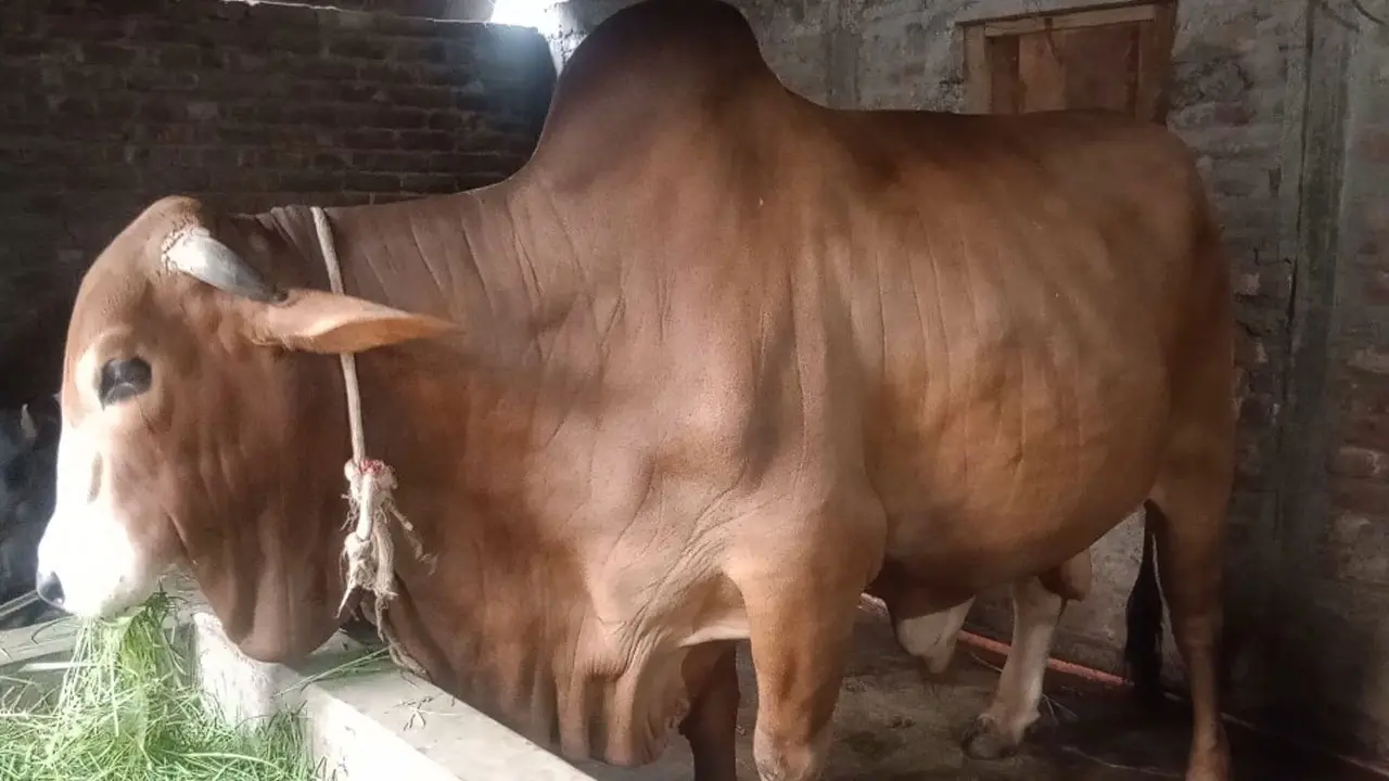 গাইবান্ধার সবচেয়ে বড় গরু ‘লাল বাবু’, প্রতিদিন মালিকের খরচ ৪০০ টাকা