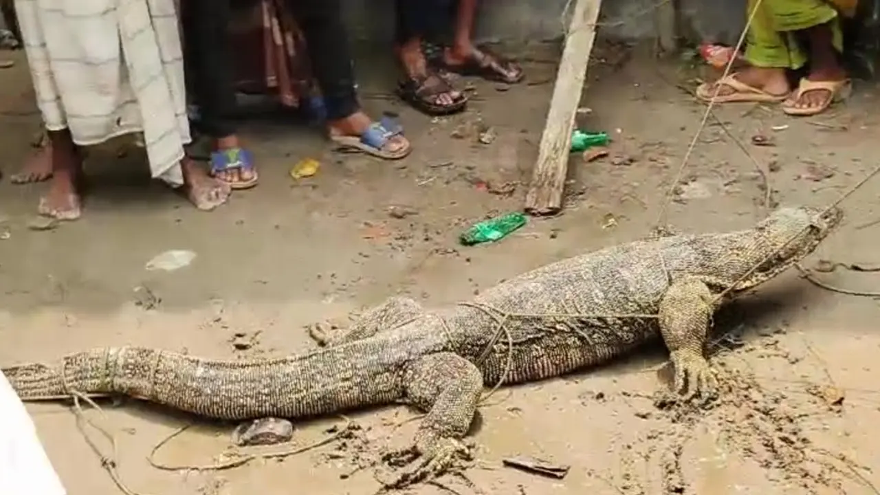 ভোলায় ফের বিশাল আকৃতির বিরল গুইসাপ উদ্ধার