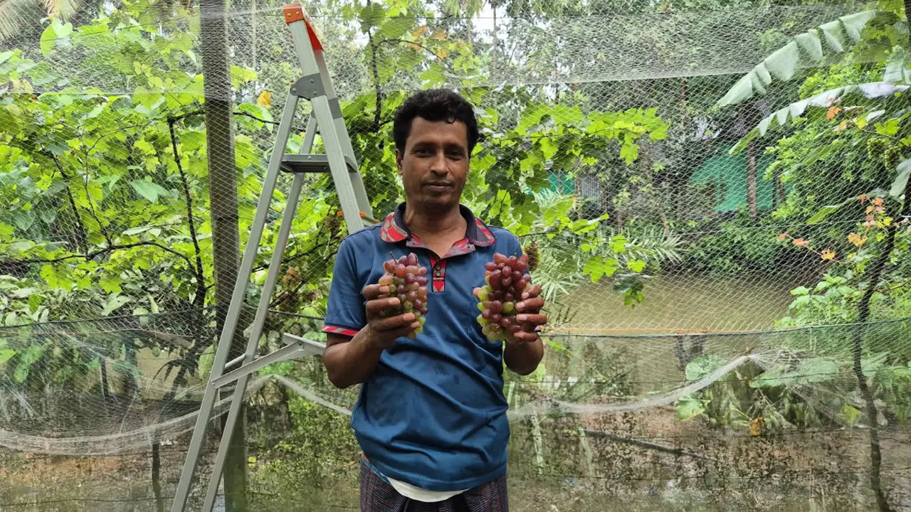 বাড়ির উঠানে বিদেশি আঙুর চাষ করে তাক লাগিয়ে দিয়েছেন সরোয়ার