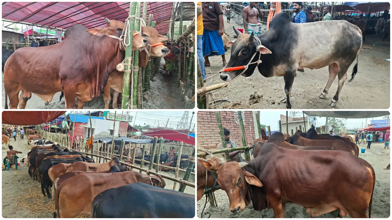 গাবতলী পশুর হাটে জমে উঠেছে বেচাকেনা, চার মণের গরু বিক্রি হচ্ছে দেড় লাখে