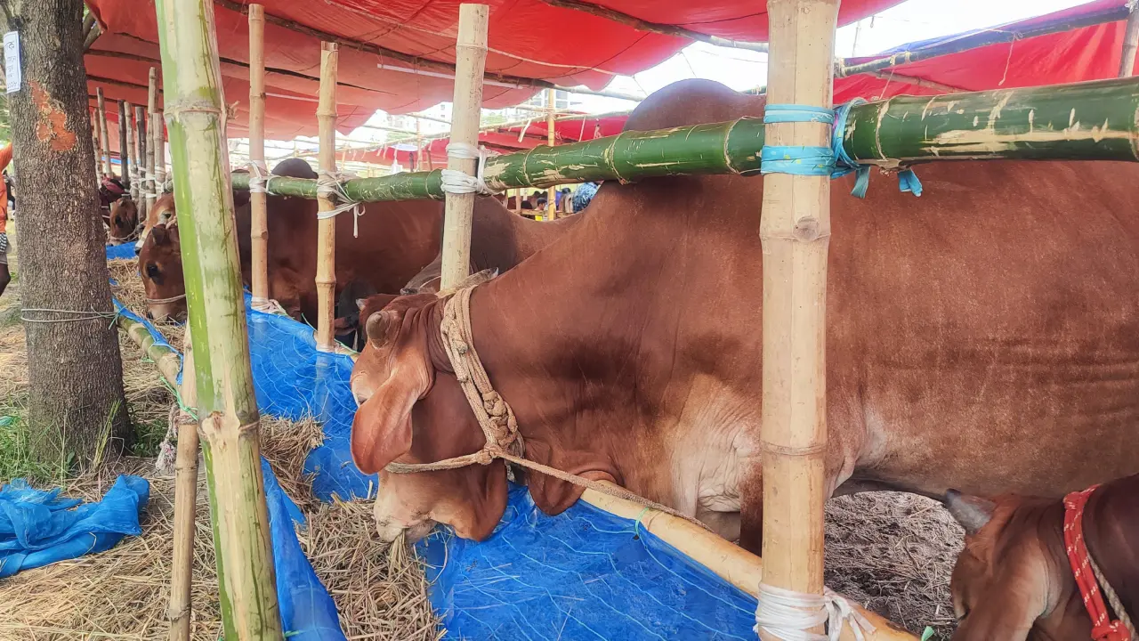 মাঝারি দেশি গরুতে ঝুঁকছেন ক্রেতারা