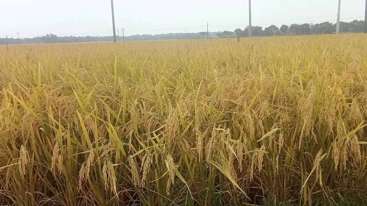 বৃষ্টির শঙ্কায় মাঠে পাকা ধান, দুশ্চিন্তায় যশোরের কৃষকরা