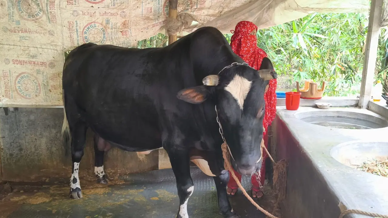 প্রতিদিন ১০০০ টাকার খাবার খায় মনা, কিনতে চাইলে যেতে হবে বাড়ি