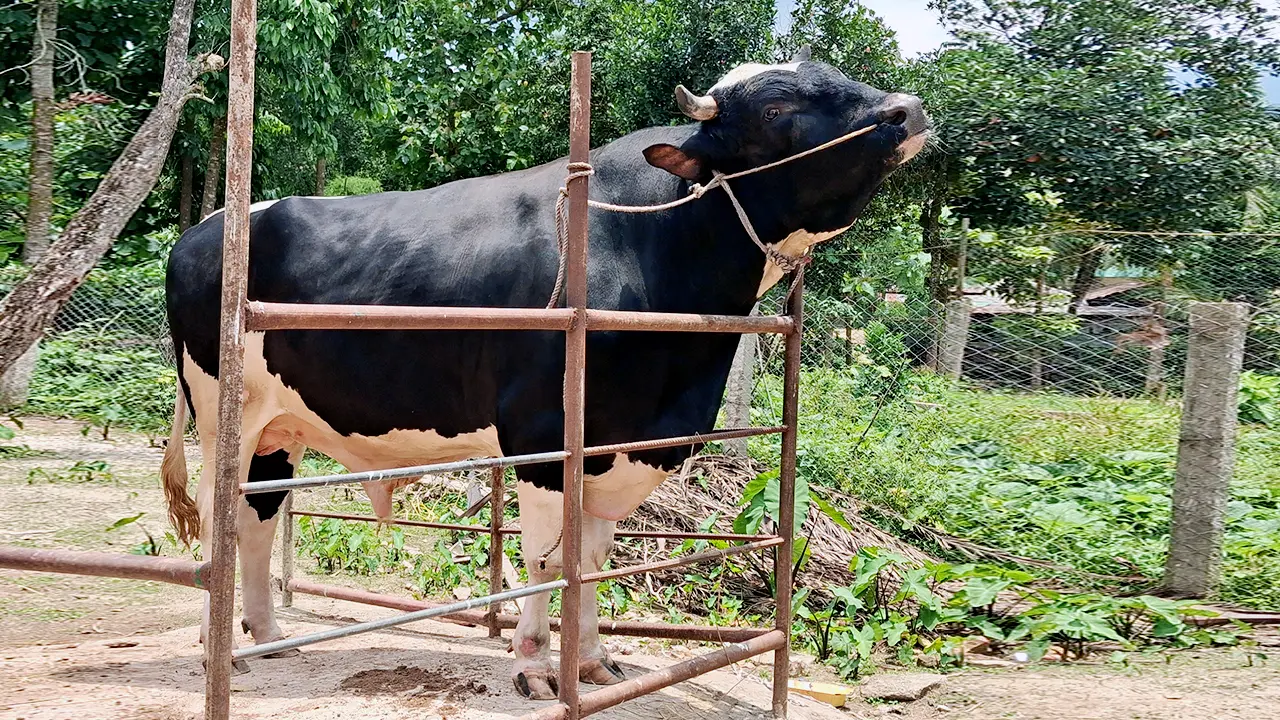 খাগড়াছড়িতে কোরবানির হাটে ঝড় তুলেছে ১১শ কেজির ‘সম্রাট’