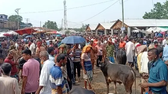 নড়াইলে শেষ মুহূর্তে জমে উঠেছে বৃহৎ মাইজপাড়া পশুর হাট