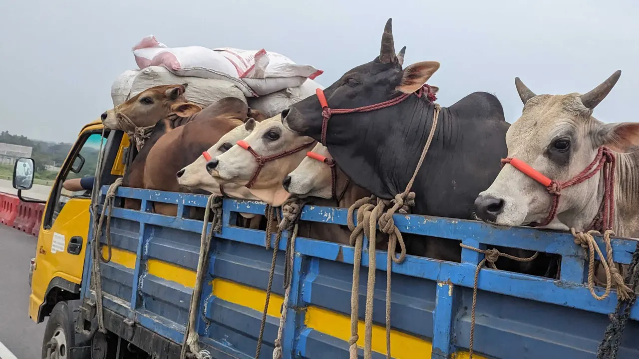 ঈদে পশুবাহী ট্রাকে হাটের নাম-ঠিকানা প্রদর্শনের নির্দেশ