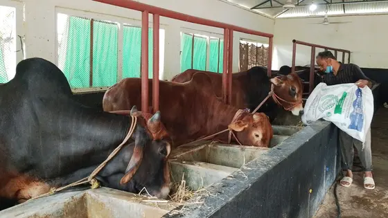 কুড়িগ্রামে লোকসানের ভয়ে কমেছে বড় গরু পালন