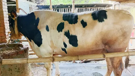 মেহেরপুরে কোরবানির জন্য প্রস্তুত ১৩শ কেজির ‘রাজা বাবু’