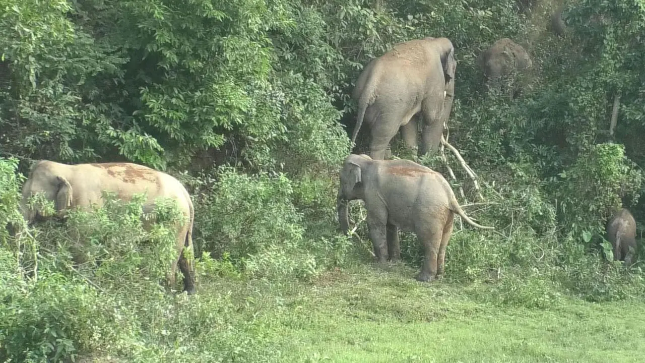 নেত্রকোণায় বন্যহাতির আক্রমণে যুবকের মৃত্যু