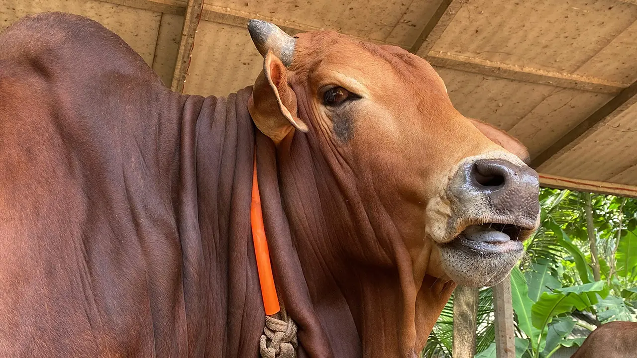 নোয়াখালীর হাট মাতাবে ২৫ মণের ‘রাজাবাবু’ ও ২৩ মণের ‘বাহাদুর’