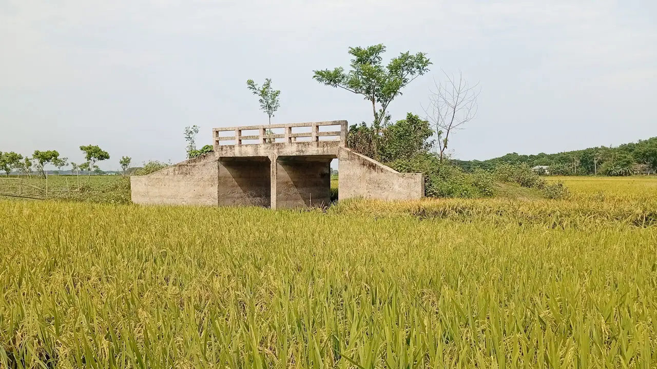 বিলের মাঝে ১৯ লাখ টাকার কালভার্ট, নেই সংযোগ সড়ক