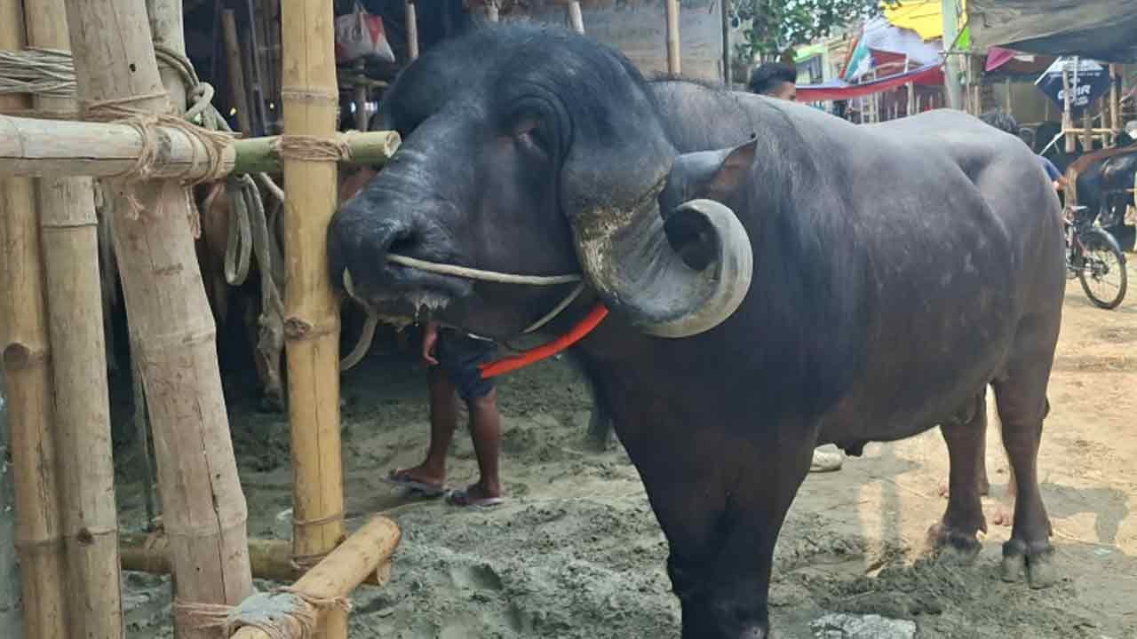 dhakapost