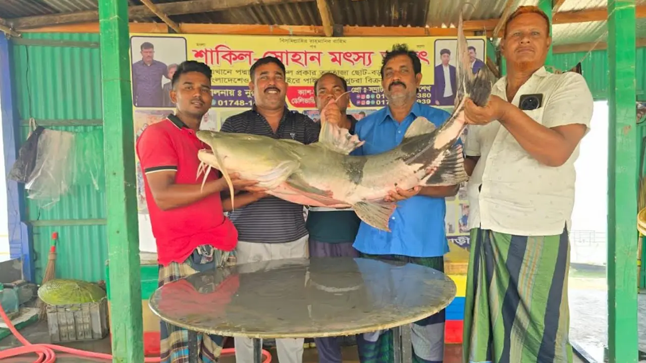 গোয়ালন্দে ২৬ কেজির বাঘাড় বিক্রি হলো ৫৭ হাজার টাকায়