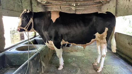 রাজবাড়ীতে নজর কাড়ছে ‘আকাশ ছোঁয়া’-‘পাহাড় ঠেলা’-‘ফ্যান ভাঙা’