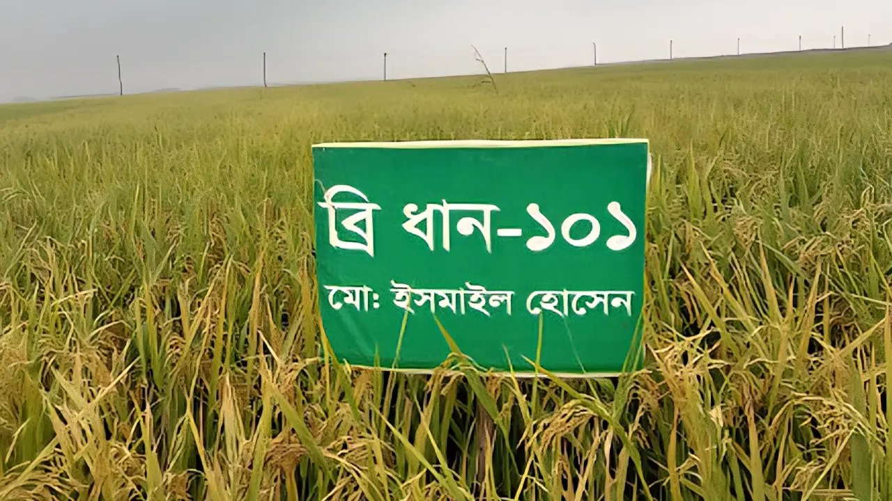 ‘হাওরের আকস্মিক বন্যায় স্বল্পমেয়াদি বোরো ধান হবে নিয়ামক’