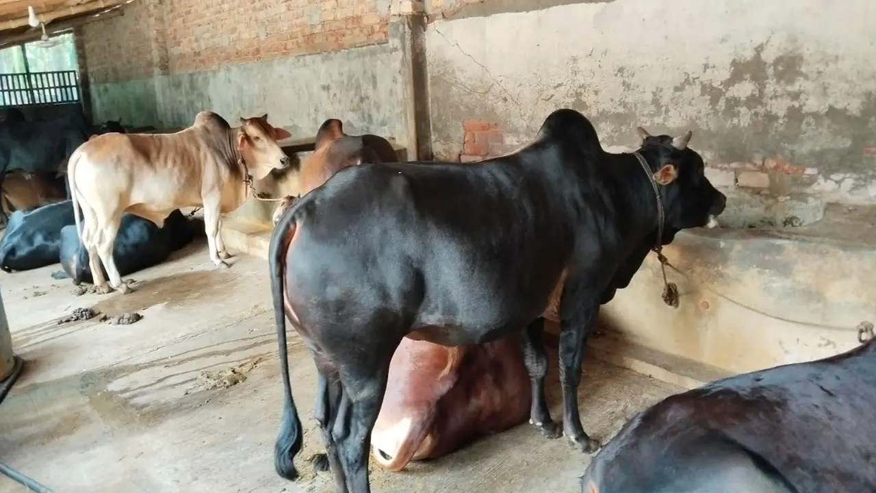 ঈদ ঘিরে জমে উঠেছে সাতক্ষীরার ‘গরুগ্রাম’, আছে বিশেষ সুবিধা