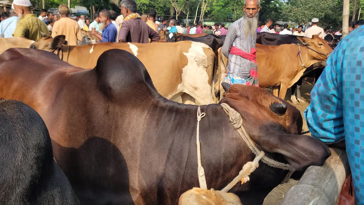 ঈদের আগে ভারতীয় গরু ঢোকার শঙ্কায় শেরপুরের খামারিরা