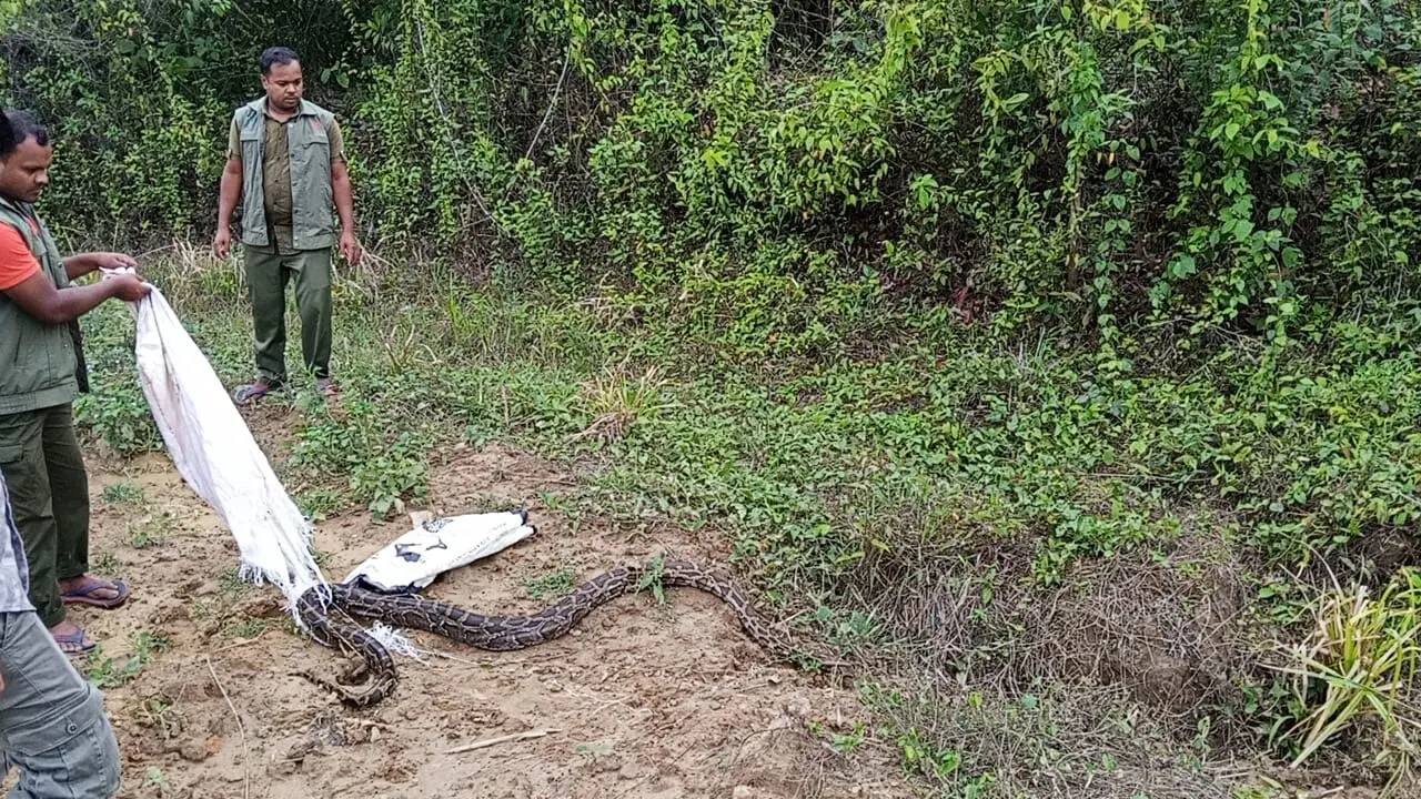 ধানক্ষেতে বার্মিজ অজগর, উদ্ধার করে বনে অবমুক্ত