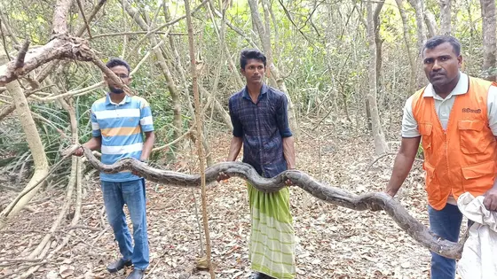 ধানক্ষেতে মিলল ১৩ ফুট লম্বা অজগর, সুন্দরবনে অবমুক্ত