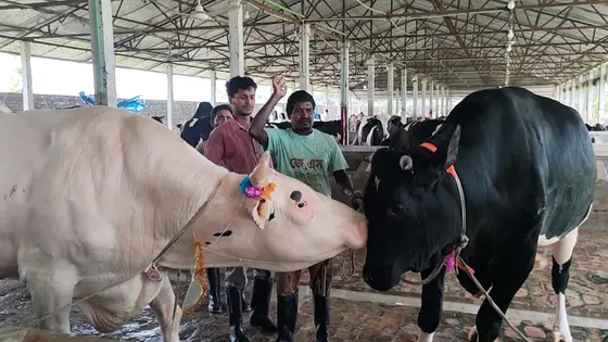 কোরবানির বাজার মাতাতে প্রস্তুত ‘কালা বাবু’ ও ‘ধলা বাবু’