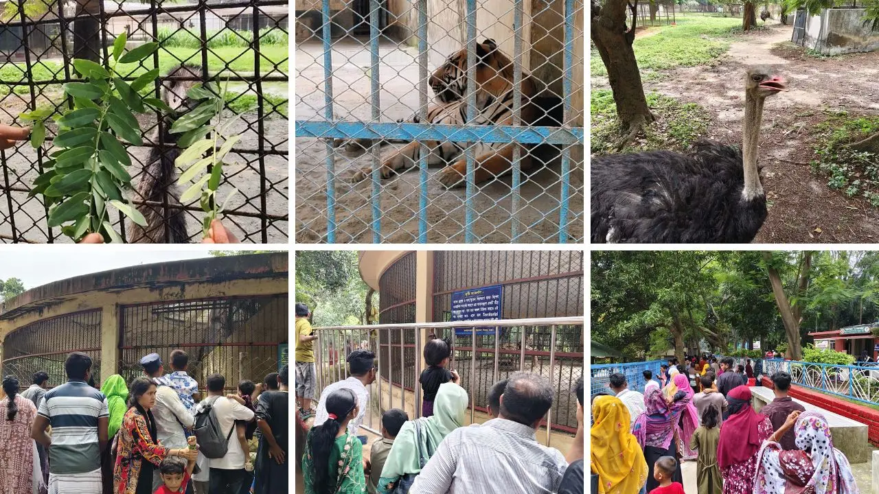 বানরের দোল, সিংহের হাঁকডাক—চিড়িয়াখানা যেন শিশুদের উৎসবের কেন্দ্র