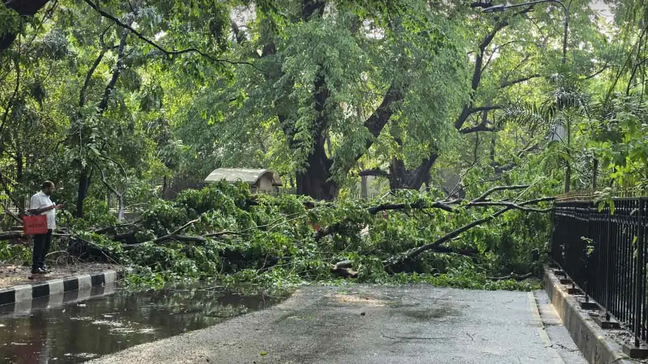 রাজধানীতে ঝড়ে গাছ ভেঙে সড়কে, অল্পের জন্য রক্ষা পেলেন সিএনজি চালক