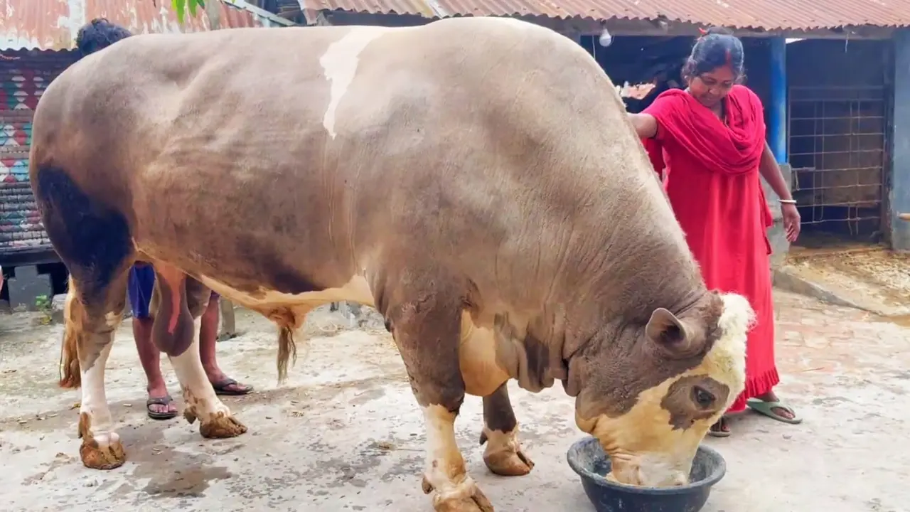 দড়ি ছাড়াই ঘুরে বেড়ায় ১৩শ কেজির ‘নেইমার’