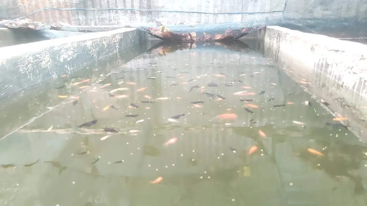 ৫০০ টাকার ১০ মাছ থেকে ৫ লাখের খামার, মাসে আয় ৪০ হাজার