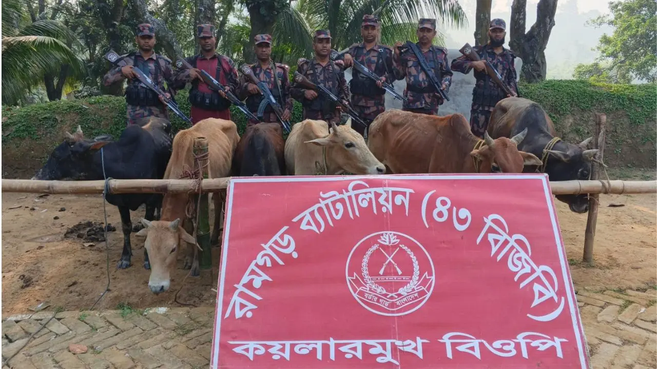 সীমান্তে বিজিবির অভিযানে ৬ ভারতীয় গরু জব্দ