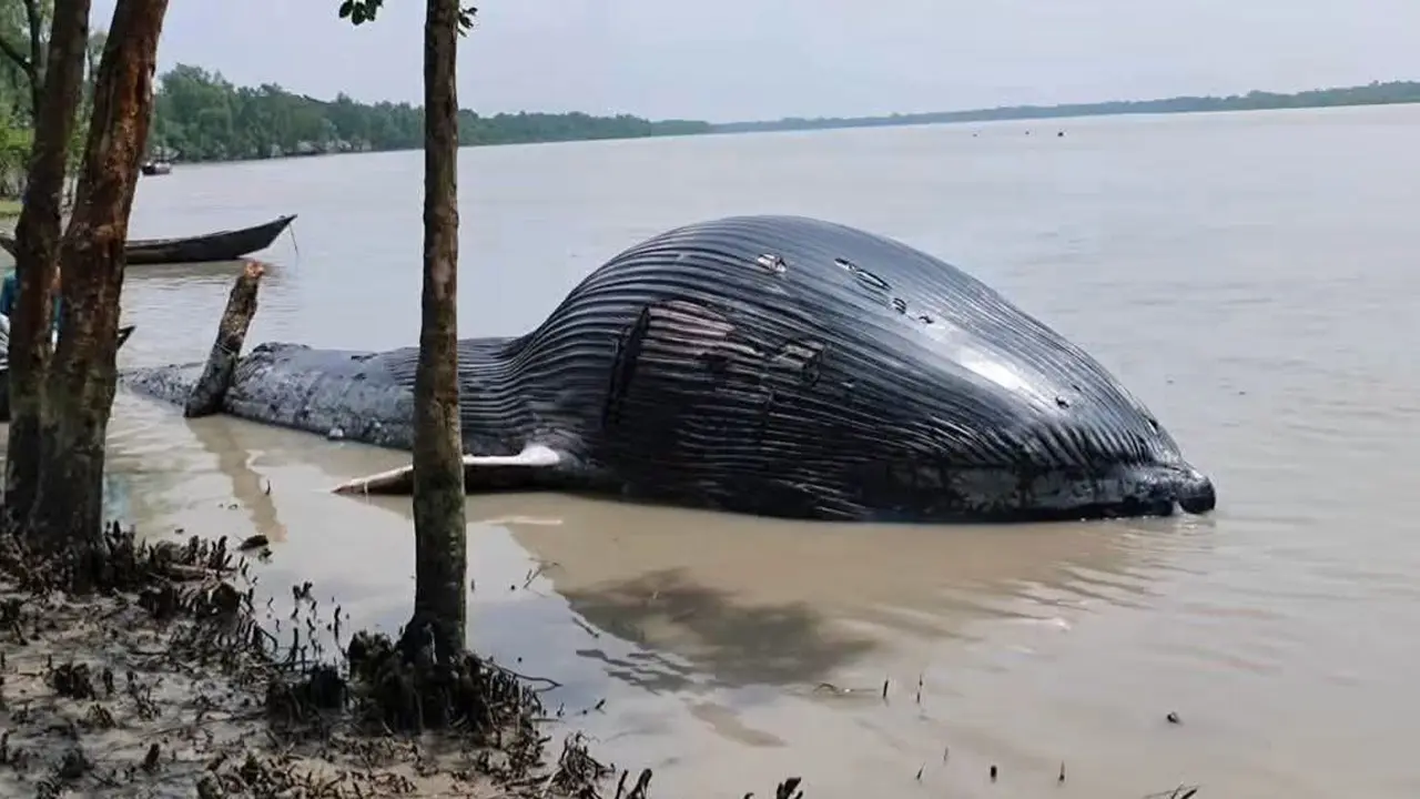 বরগুনায় নদীর তীরে ভেসে এলো ৩০ ফুট লম্বা মৃত তিমি
