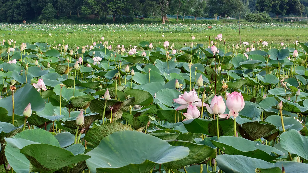 পদ্মবিলে শরতের অমল আমন্ত্রণ