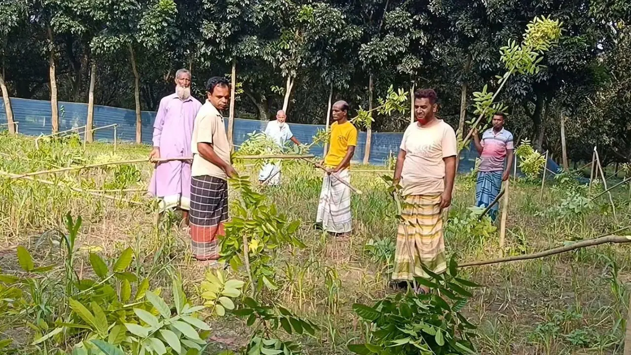 রাতের আঁধারে কবরস্থানের ১৪০ মেহগনি গাছ কেটে দিল দুর্বৃত্তরা