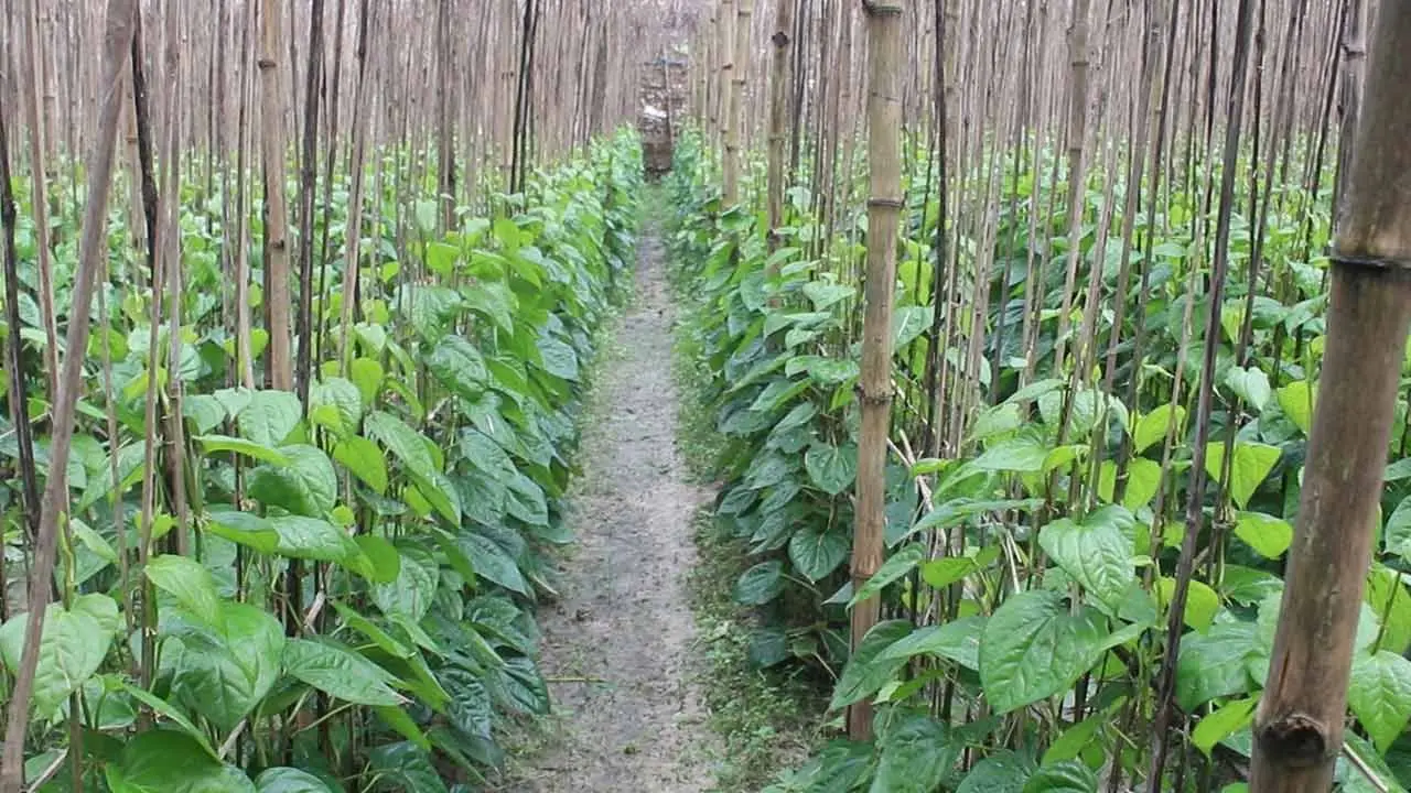 চাঁপাইনবাবগঞ্জের বরেন্দ্র ভূমিতে প্রথম পান চাষে সাফল্য
