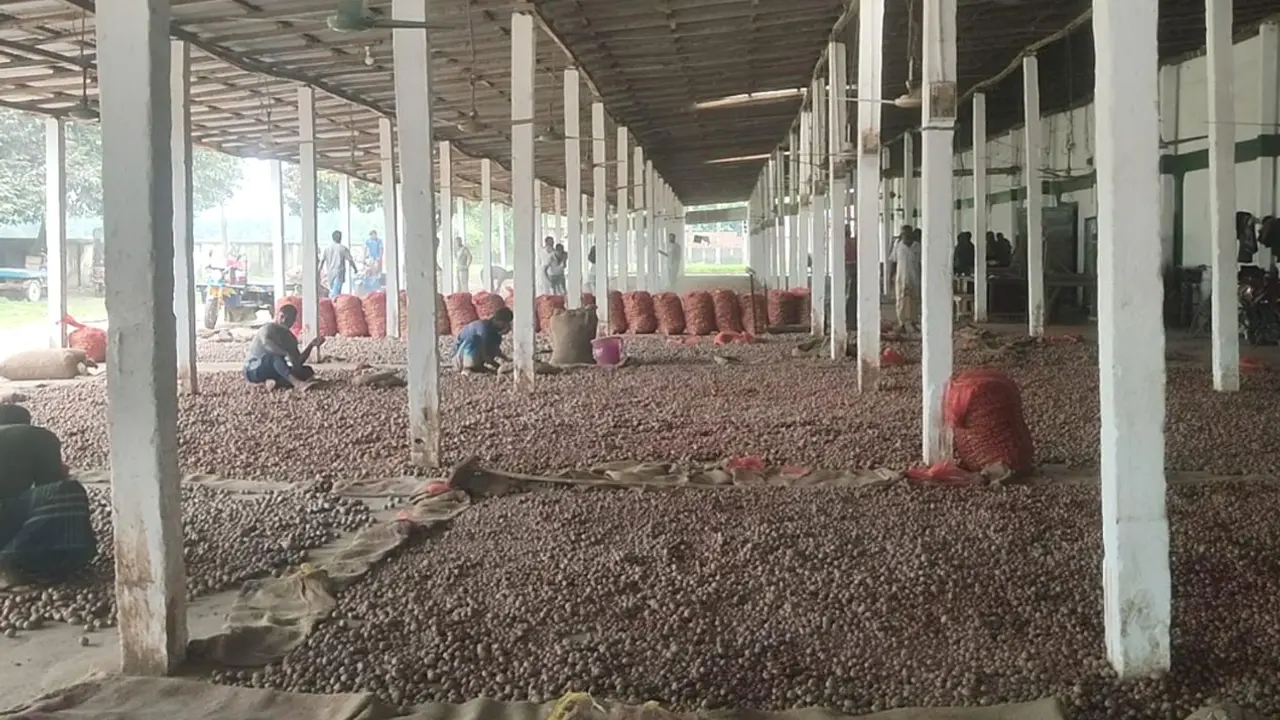 ঘন ঘন লোডশেডিংয়ে হিমাগারে রাখা ৭৭ হাজার টন আলু নিয়ে শঙ্কা