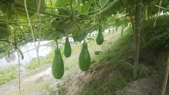 দুই কিলোমিটারজুড়ে লাউয়ের মাচা, বাঁধের ঢালে লাভের স্বপ্ন কৃষকের