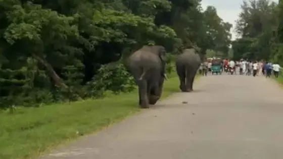 চট্টগ্রামের কেইপিজেডে দুই বন্য হাতি, এলাকায় আতঙ্ক