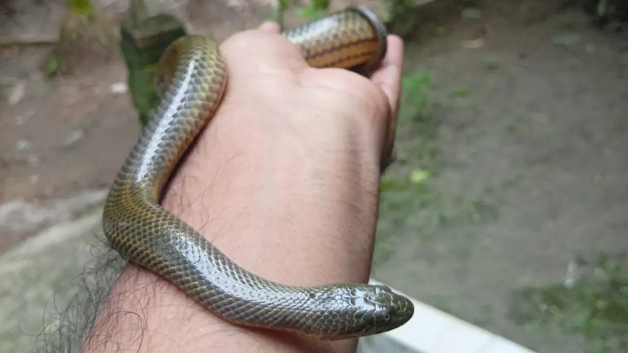 সোনাগাজীতে লোকালয় থেকে ‘জল মেটুলি’ সাপ উদ্ধার