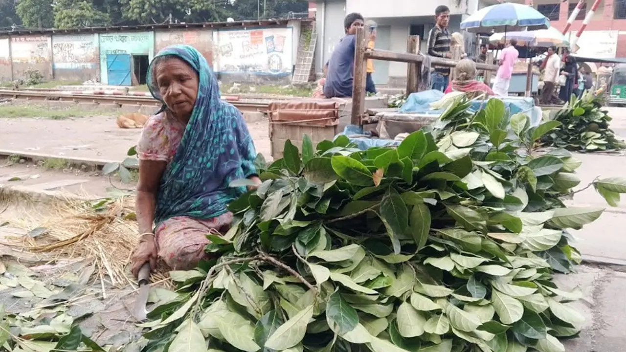 কাঁঠাল পাতা বিক্রি করে চলে হালিমার সংসার