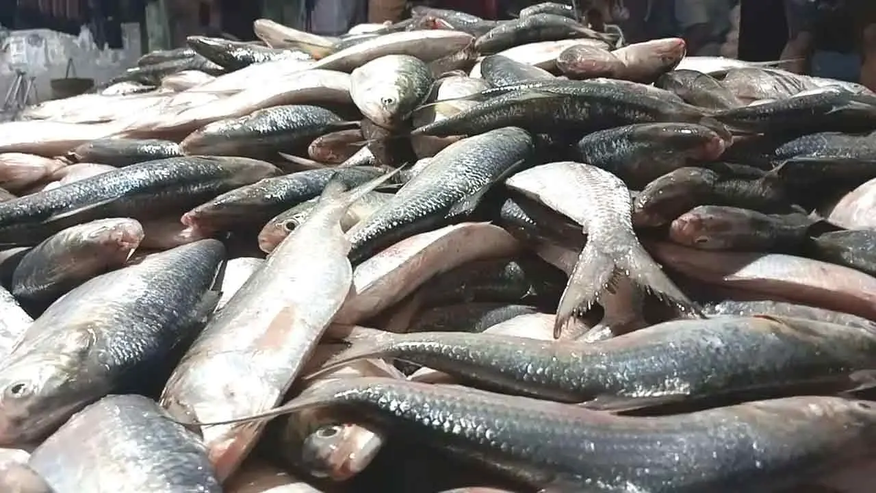 ৮ অক্টোবর থেকে ২২ দিন ইলিশ আহরণ নিষিদ্ধ