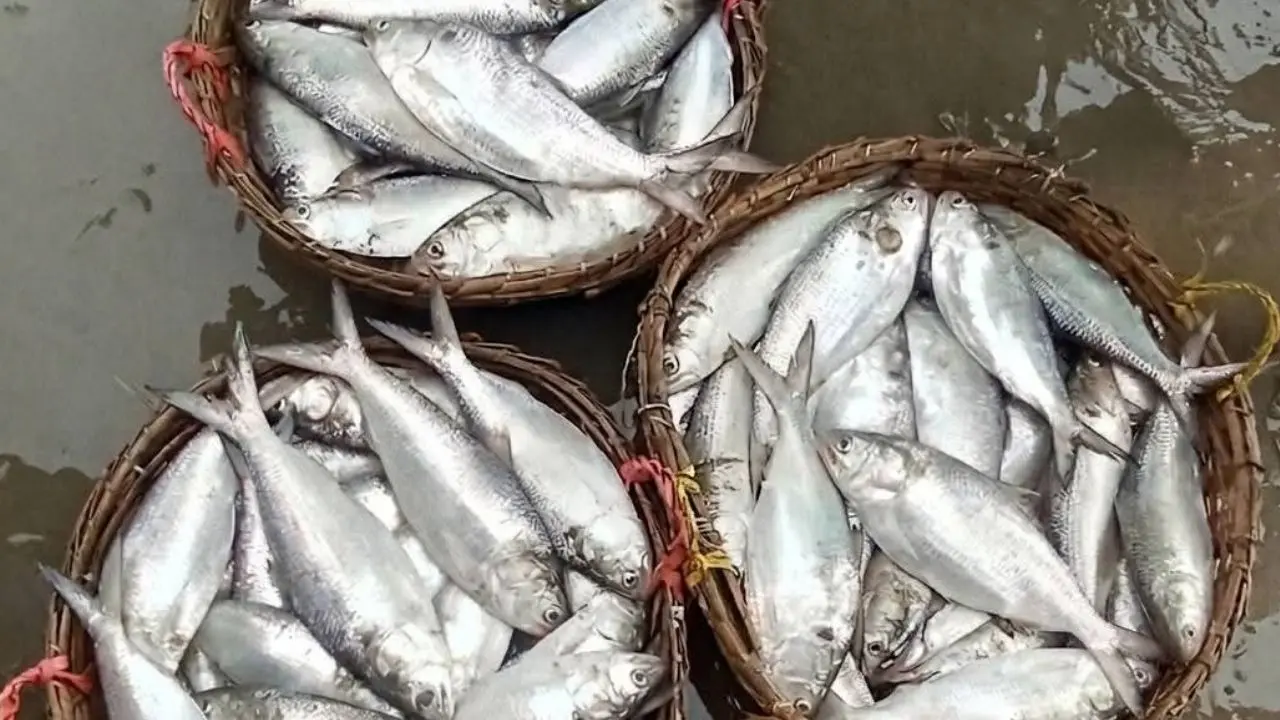 চট্টগ্রামে ইলিশ আহরণে জ্বালানির বড় খরচ, প্রভাব পড়ছে দামে