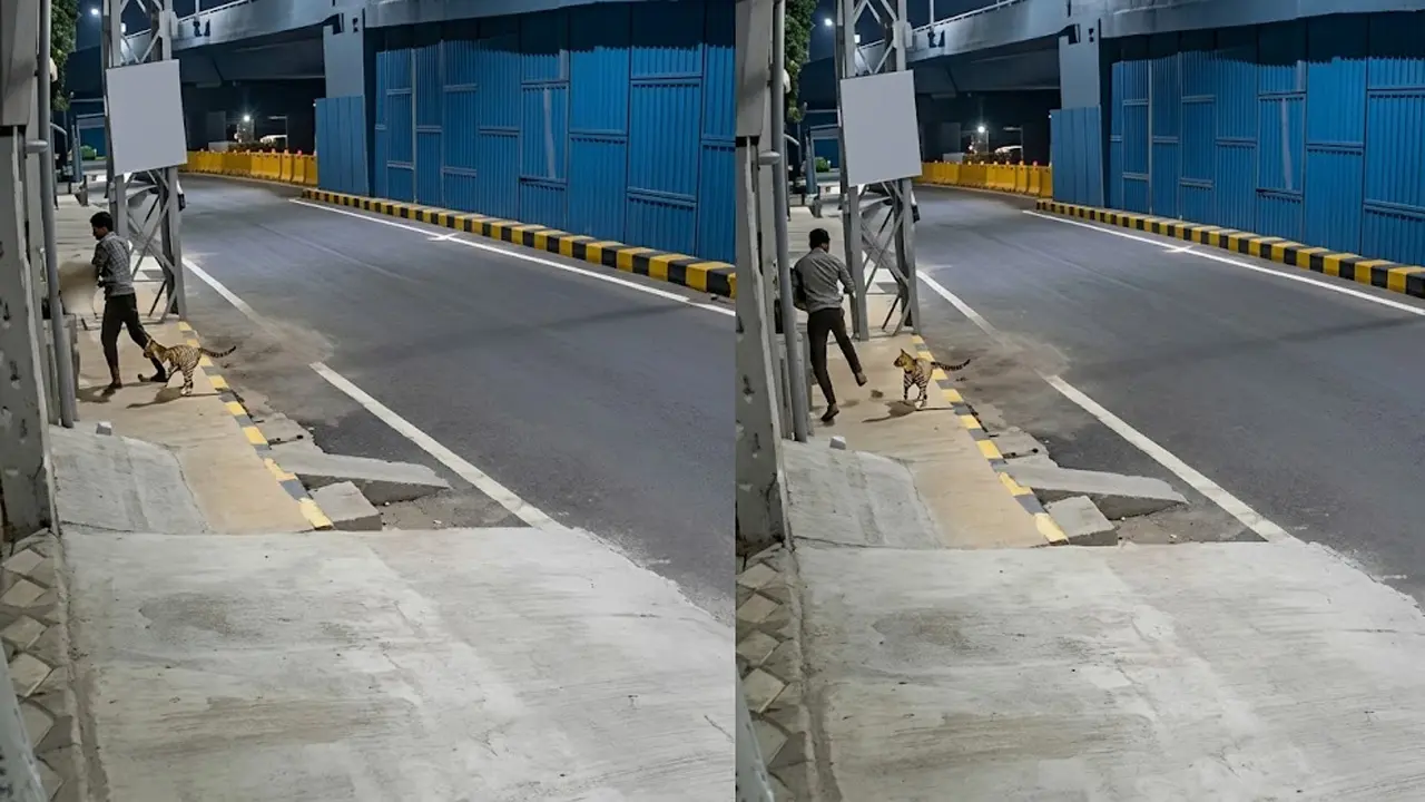 মানসিক ভারসাম্যহীন নারীকে যৌন হেনস্তা বালকের, তাড়া করল কুকুর