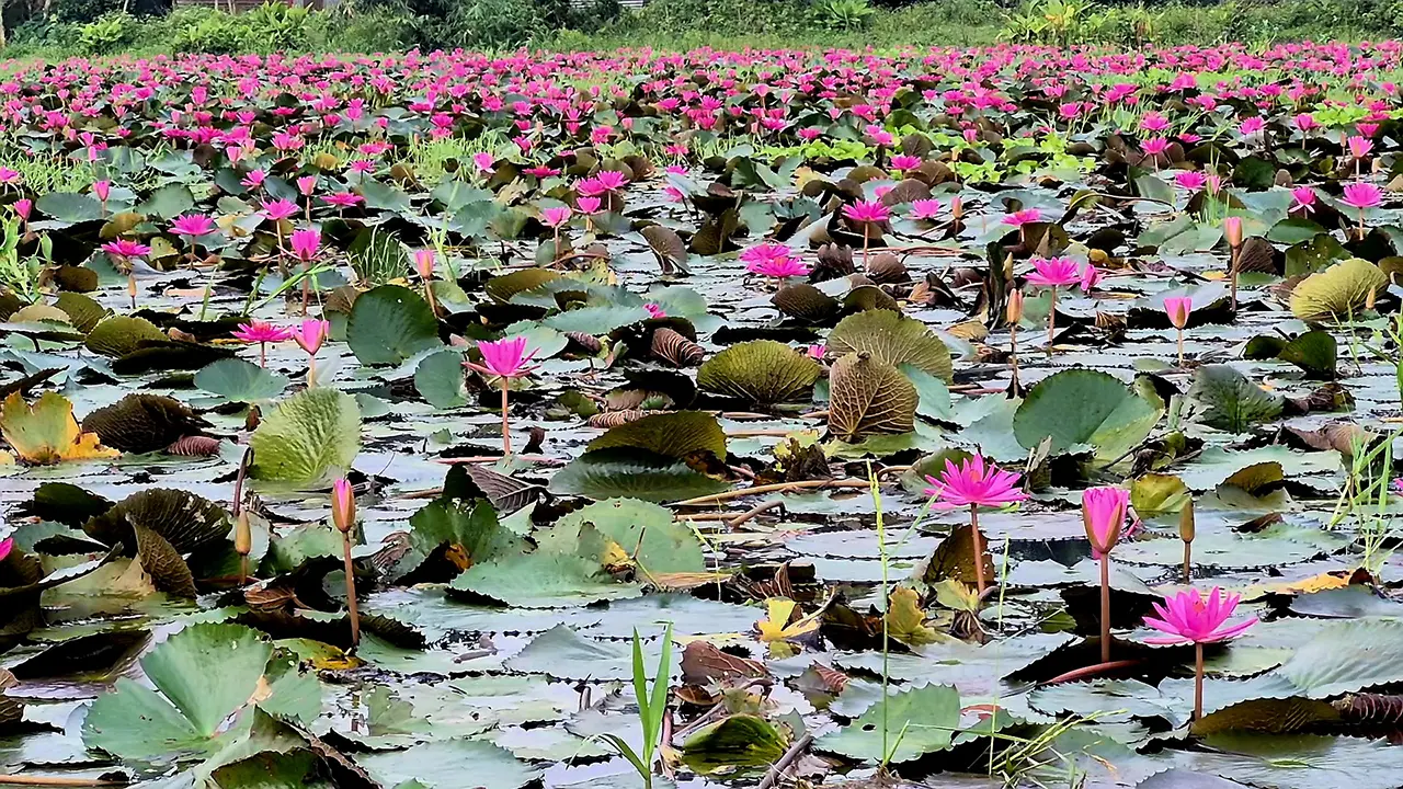 লাল শাপলার রাজ্যে ছুটছেন প্রকৃতিপ্রেমীরা
