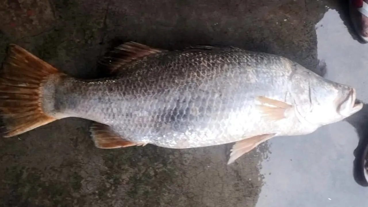 জেলের জালে ধরা পড়ল ২৫ কেজির কোরাল, ৩৫ হাজারে বিক্রি