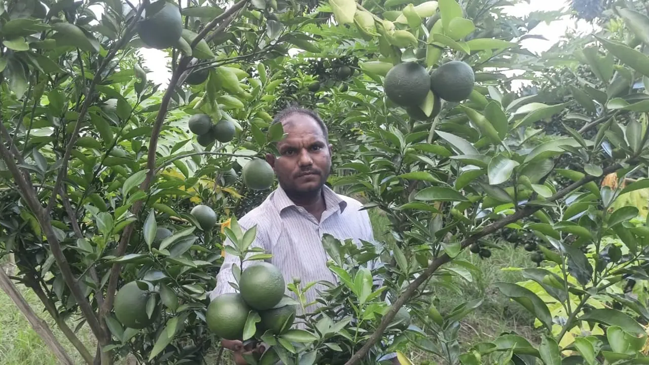 গাড়ি চালক থেকে সফল ফলচাষি মিজানুর