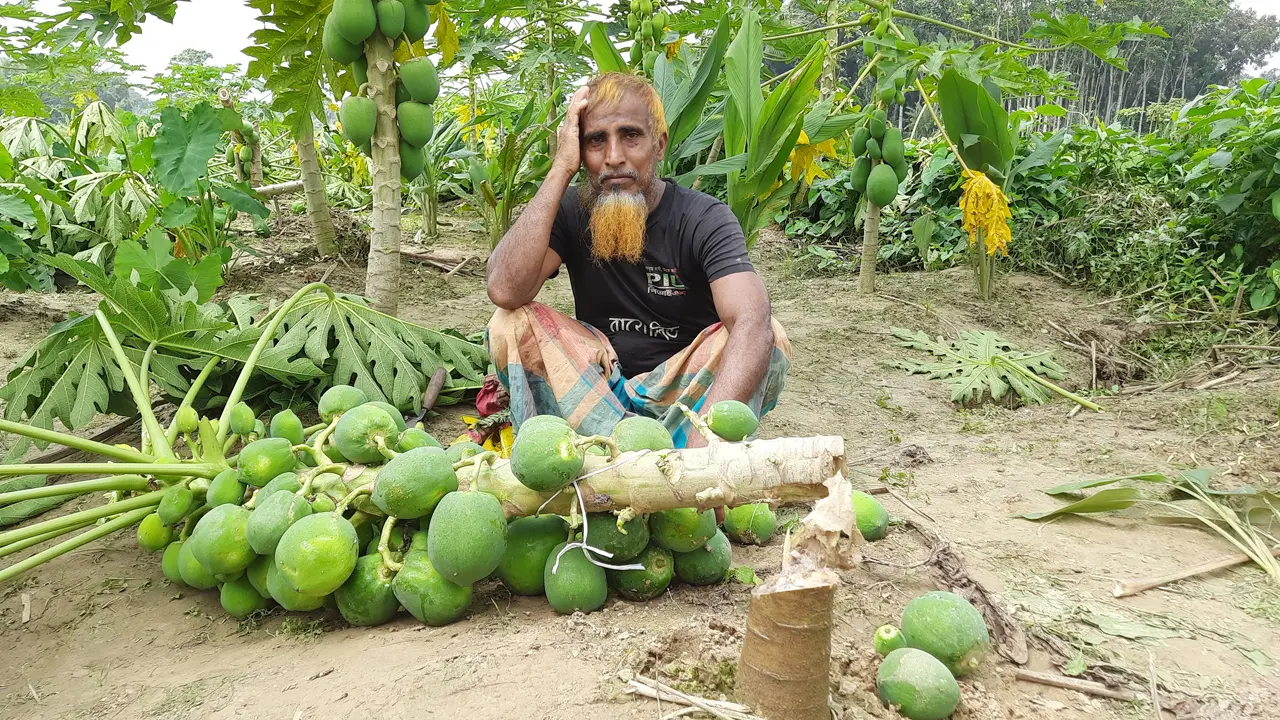 শত্রুতার জেরে বর্গাচাষির ফলন্ত পেঁপে গাছ কেটে সাবাড়